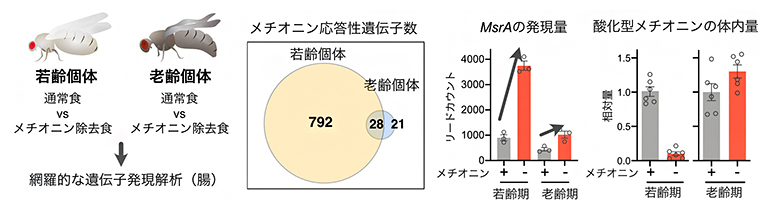 メチオニン除去餌でのMsrA発現解析と酸化メチオニン量の図