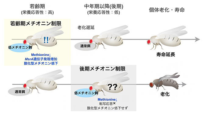 メチオニン制限による寿命延長は加齢依存的の図