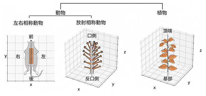 左右相称動物と放射相称動物、および植物に見られる繰り返し器官の図