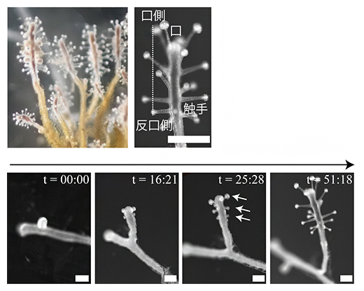C. uchidaiのポリプ形成のライブイメージングの図