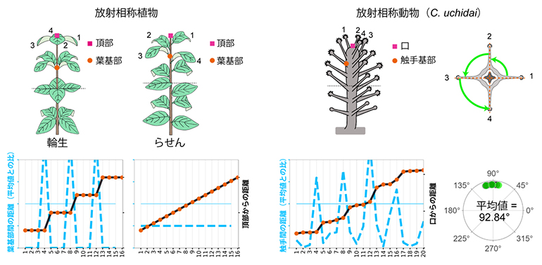 放射相称植物の輪生配置と放射相称動物の触手配置の共通性の図