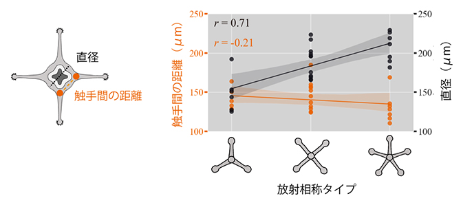 C. uchidaiに見られる放射相称タイプと個体サイズの図