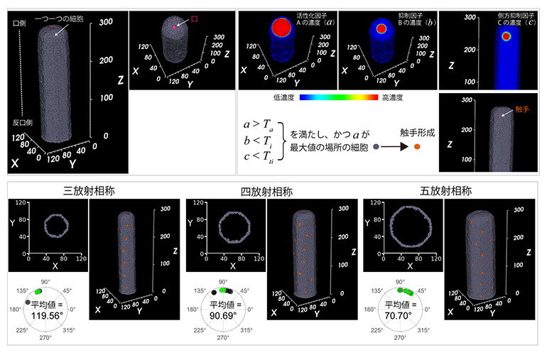 C. uchidaiの触手配置数理モデルのシミュレーションの図