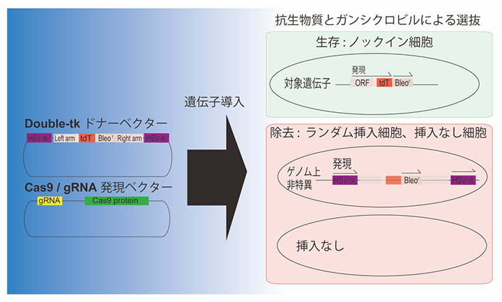 本研究で開発されたDouble-tkドナーシステムの概要図