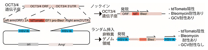 OCT3/4（POU5F1）遺伝子に対するDouble-tkドナーベクターの設計とその概要の図