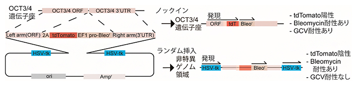 OCT3/4(POU5F1)遺伝子に対するDouble-tkドナーベクターの設計とその概要の図