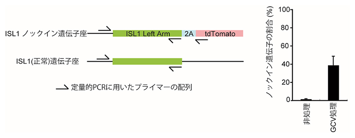 ISL1遺伝子に対するノックイン効率の測定とGCVの影響を調べた結果の図