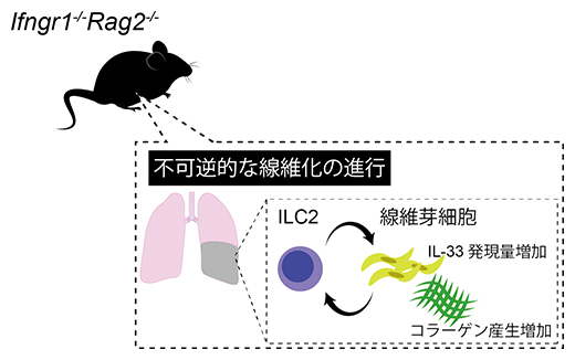 Ifngr1-/-Rag2-/-マウスにおける肺線維症の図