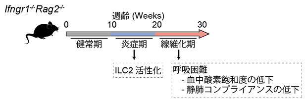 Ifngr1-/-Rag2-/-マウス肺線維症のフェーズごとの解析の図