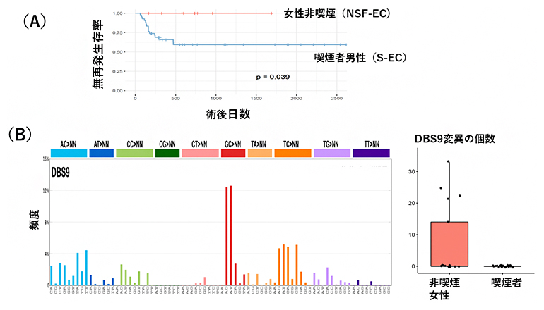 女性非喫煙者の食道がん（NSF-EC）の特徴の図