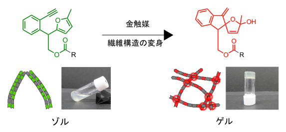 金触媒反応を引き金とするハイドロゲル化の図