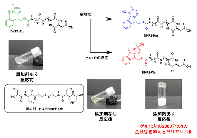水溶媒条件での金触媒反応を引き金とするゲル化の図