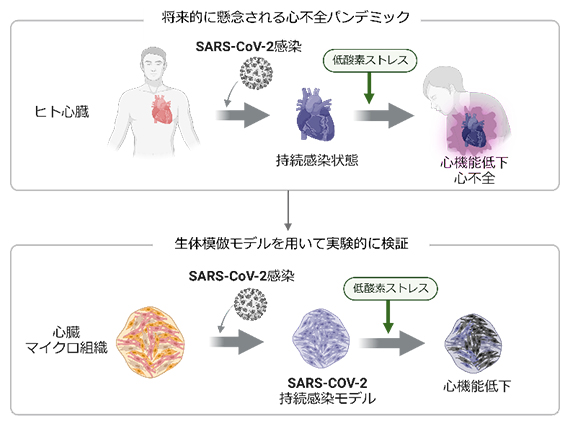 心不全パンデミックを実験的に検証する生体模倣モデル「SARS-CoV-2持続感染モデル」の図