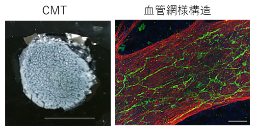 心臓マイクロ組織（CMT）の全体像および血管網様構造の免疫染色図の画像