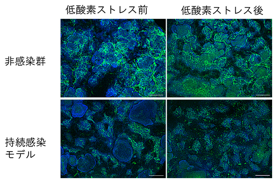 低酸素ストレス処理前後での血管網様構造の様子の図