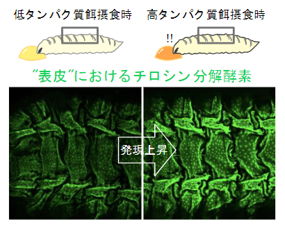 タンパク質摂食量に応答して表皮で変化するチロシン代謝酵素の発現の図