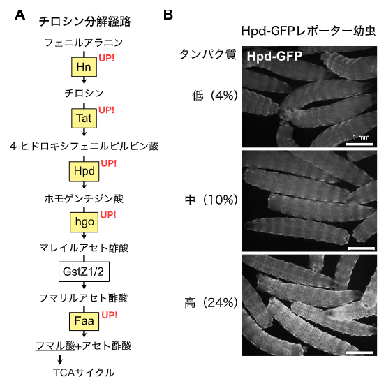 チロシン分解酵素群、特にHpdの発現上昇の図