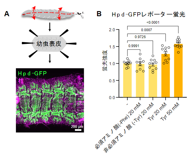 Hpdの表皮での発現パターンとチロシン添加への応答の図