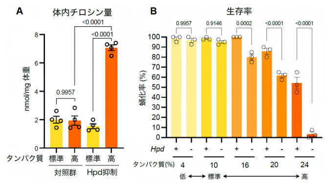 Hpd誘導によるタンパク質過多ストレスの回避の図