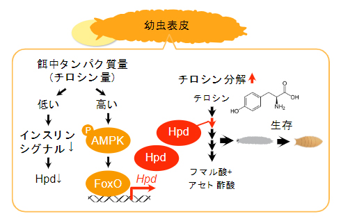 表皮でのHpd誘導メカニズムのまとめの図