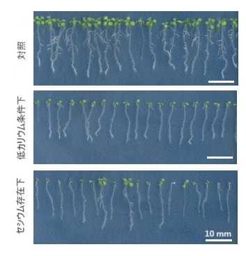 低カリウムおよびセシウムストレス下におけるシロイヌナズナの生育の特徴の図