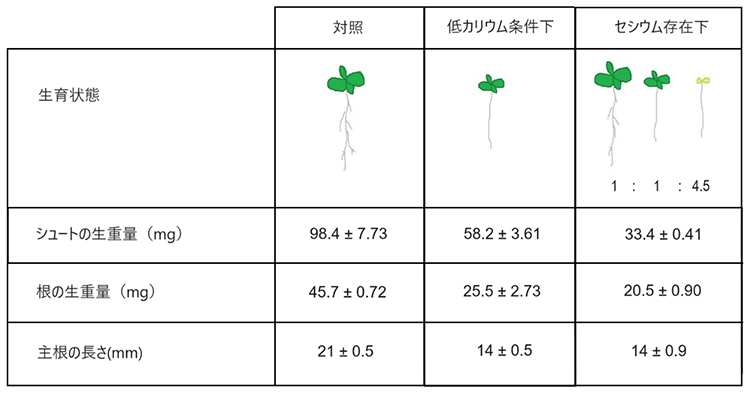 低カリウムおよびセシウムストレス下におけるシロイヌナズナの生育の特徴の図