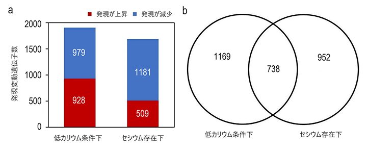 低カリウムとセシウムストレス下でのトランスクリプトーム解析結果の図