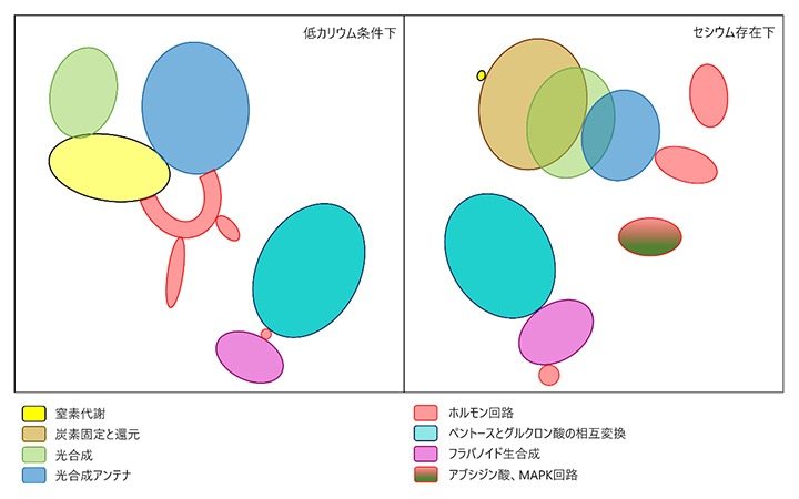 低カリウムまたはセシウムストレス下での代謝経路の相互作用の図