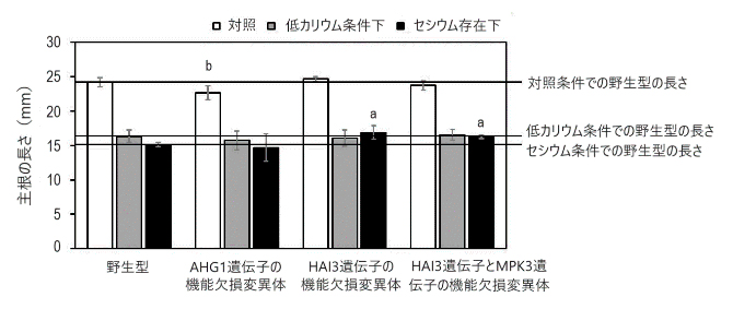 低カリウムまたはセシウムストレス下におけるABA応答調節因子の変異体の根の成長の図