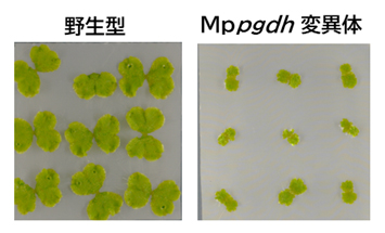 CRISPR-Cas9によって作出したゼニゴケ変異体の図