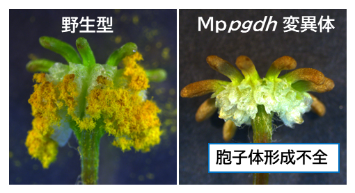 雌器托におけるMppgdh変異体の表現型解析の図