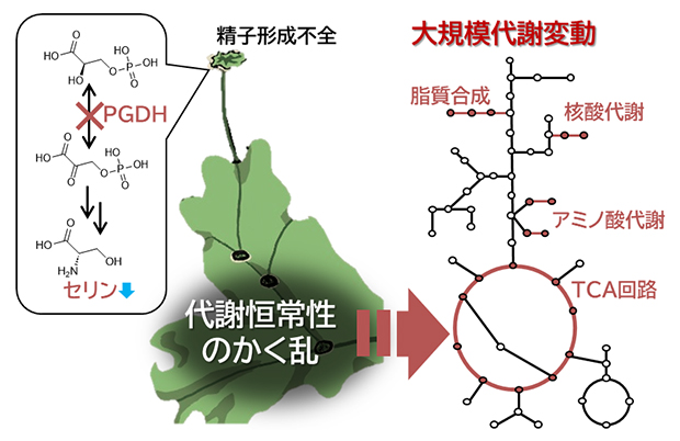 PPSB経路の異常がもたらす代謝かく乱の図