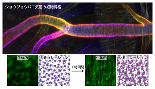 ショウジョウバエの気管の細胞骨格が形成される過程の高解像顕微鏡観察とシミュレーションの図