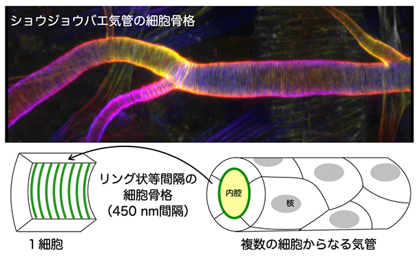 気管を支える細胞骨格パターンの図