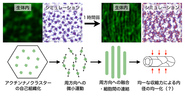 アクチンナノクラスターから形成される「周方向かつ等間隔」の細胞骨格パターンの図