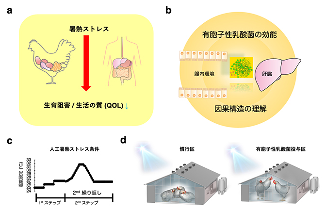 本研究の目的と実験条件の図