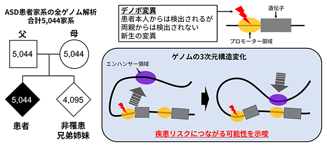 ASD患者5,044家系の全ゲノム解析により、新たな遺伝的リスク機構を解明の図