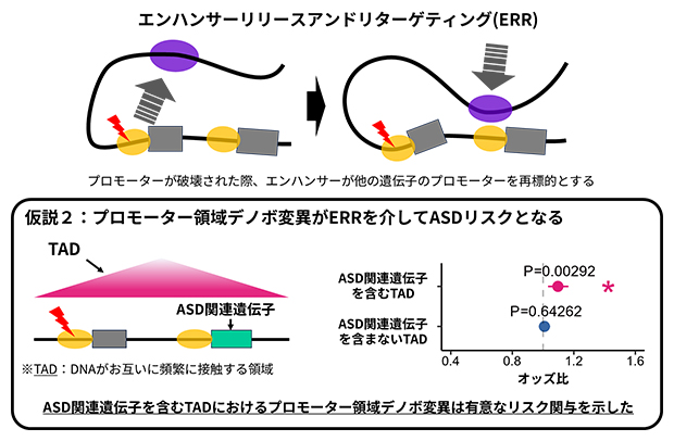 プロモーター領域デノボ変異のTADを考慮したASDリスク評価の図