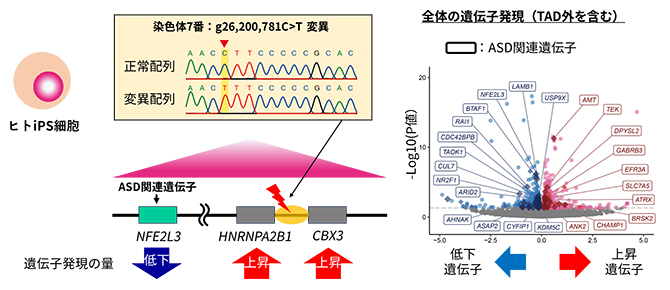 ヒトiPS細胞へのプロモーター領域デノボ変異導入による遺伝子発現の変化の図