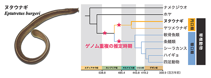 ヌタウナギ（左）と脊椎動物進化における全ゲノム重複のタイミング（右）の図