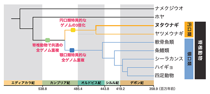 脊椎動物の進化の初期で起きた全ゲノム重複のタイミングの図