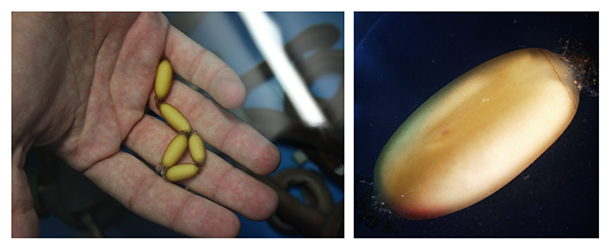 ヌタウナギの卵と発生胚の図