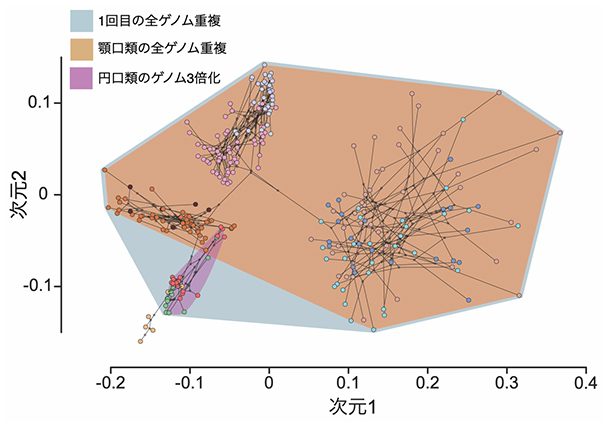 全ゲノム重複と形態進化の関係の図