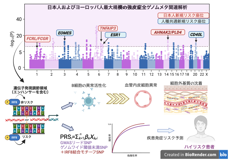 過去最大規模の日本人・ヨーロッパ人強皮症におけるメタ全ゲノム関連解析の図