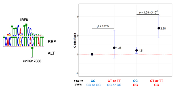 rs10917688とIRF8の相互作用の図