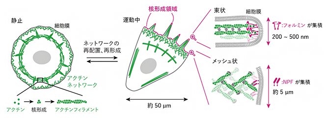 アクチンネットワークと核形成領域の図