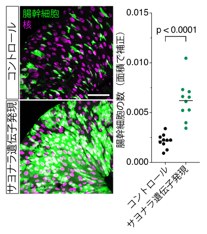 サヨナラ遺伝子の導入による腸幹細胞の増殖の図