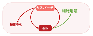 細胞死と細胞増殖を同時に駆動するフィードバック機構の図