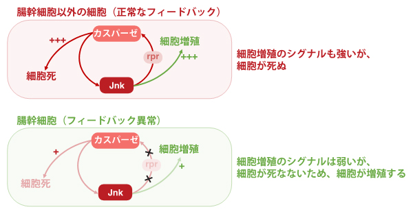 腸幹細胞特異的なフィードバック機構の異常の図