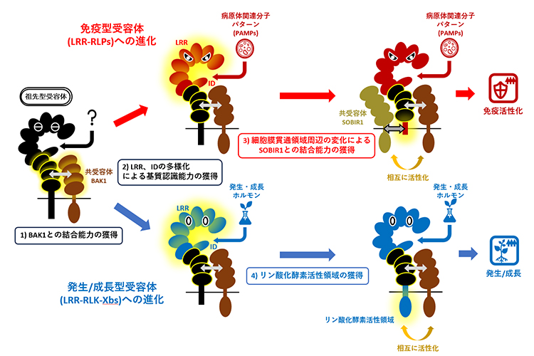 免疫に働く受容体と発生・成長を担う受容体の進化モデルの図